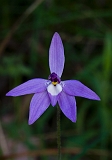 Glossodia major Wax-lip Orchid & Bug